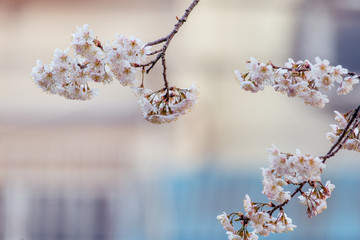 樱桃树开花