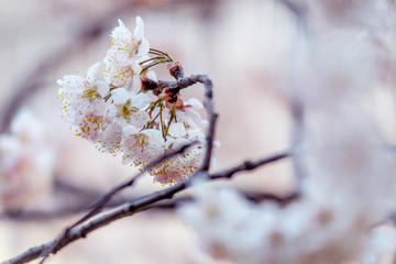 樱桃树开花