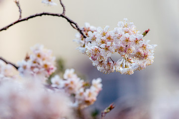 樱桃树开花