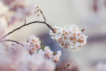 樱桃树开花