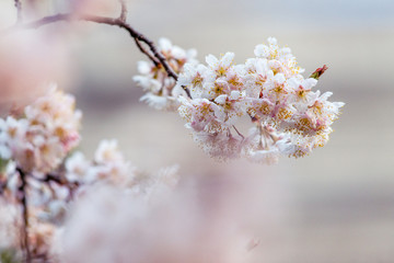 樱桃树开花