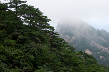 黄山松涛