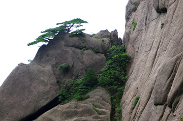 黃山松
