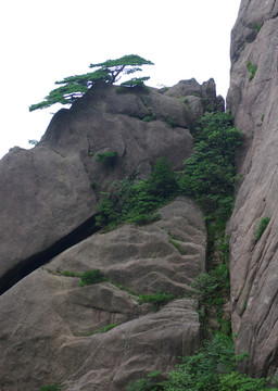 黃山松