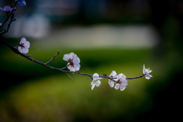 桃花盛开