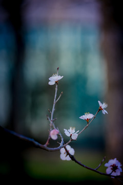 桃花盛开