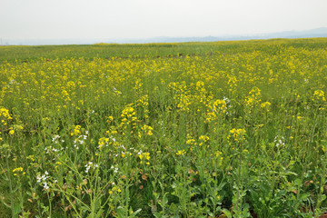 油菜花