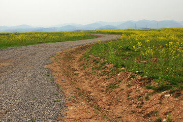 油菜花