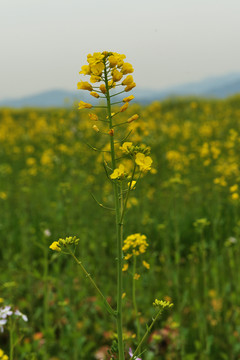 油菜花