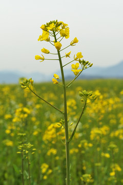 油菜花