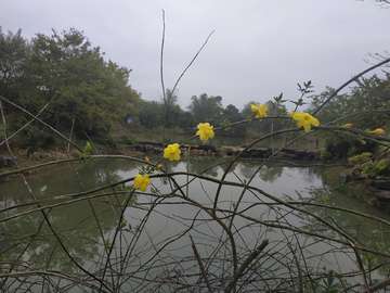 小黄花