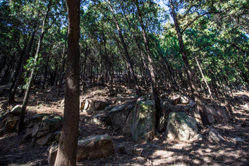 泰山风光