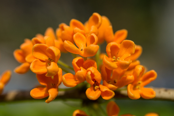 金桂花