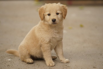 金毛幼犬宠物狗