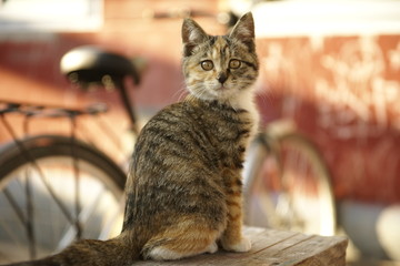 转头的小花猫小狸猫小猫