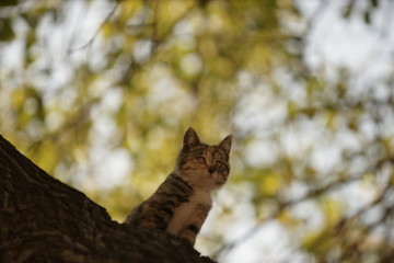 树上的小猫咪小花猫