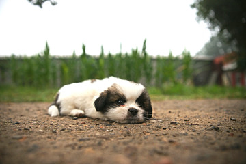 趴着的小狗幼犬