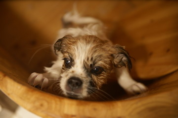 洗澡的小狗