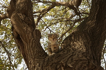 树上的小猫咪小花猫