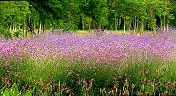 马鞭草