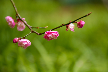 梅花