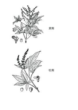 黃荊
