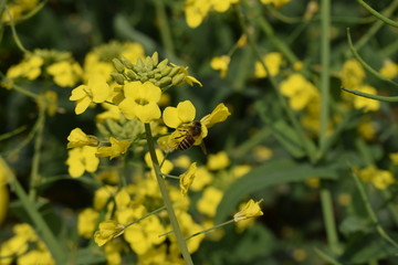 蜜蜂采蜜油菜花上的小蜜蜂