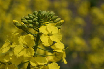 油菜花