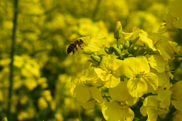 蜜蜂采蜜油菜花上的小蜜蜂