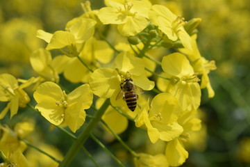 蜜蜂采蜜油菜花上的小蜜蜂