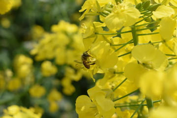 蜜蜂采蜜油菜花上的小蜜蜂