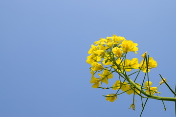 阳光油菜花