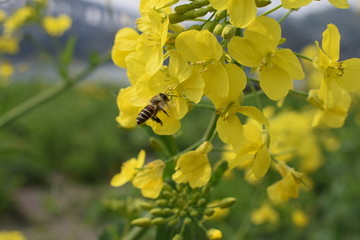 蜜蜂采蜜油菜花上的小蜜蜂