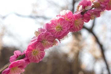 枝头梅花