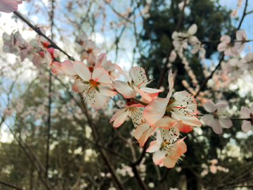 桃花朵朵开