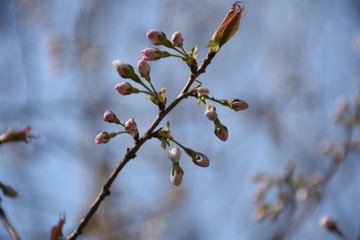 樱花