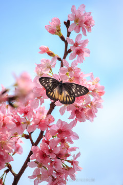 蝶恋花