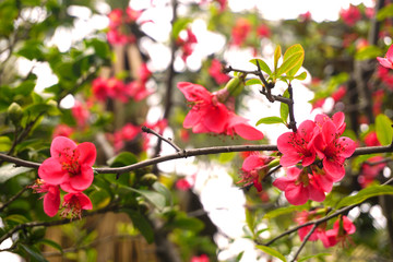 红色海棠花及枝叶