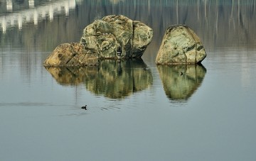 湖光礁石岩石水鸟倒影