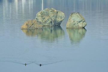 湖光礁石岩石水鸟倒影