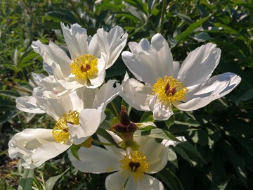 野生白芍花