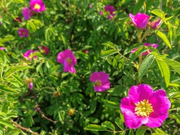 野生刺梅花