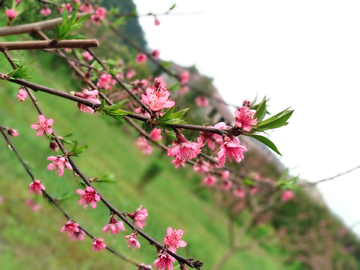 桃花枝