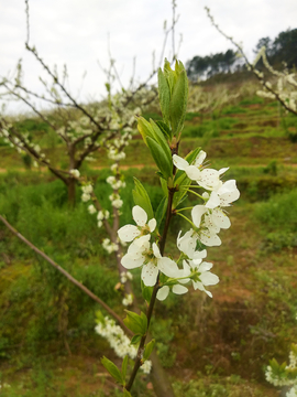 梨花