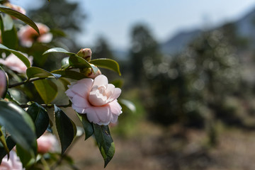 茶花