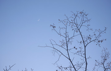 树木与月亮