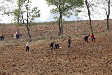 山坡农田耕作的朝鲜农民