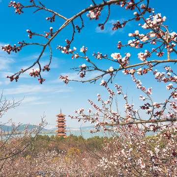 徐州市云龙湖风景区苏公塔