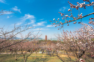 徐州市云龙湖风景区苏公塔