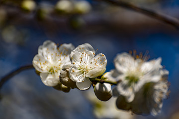 山桃花